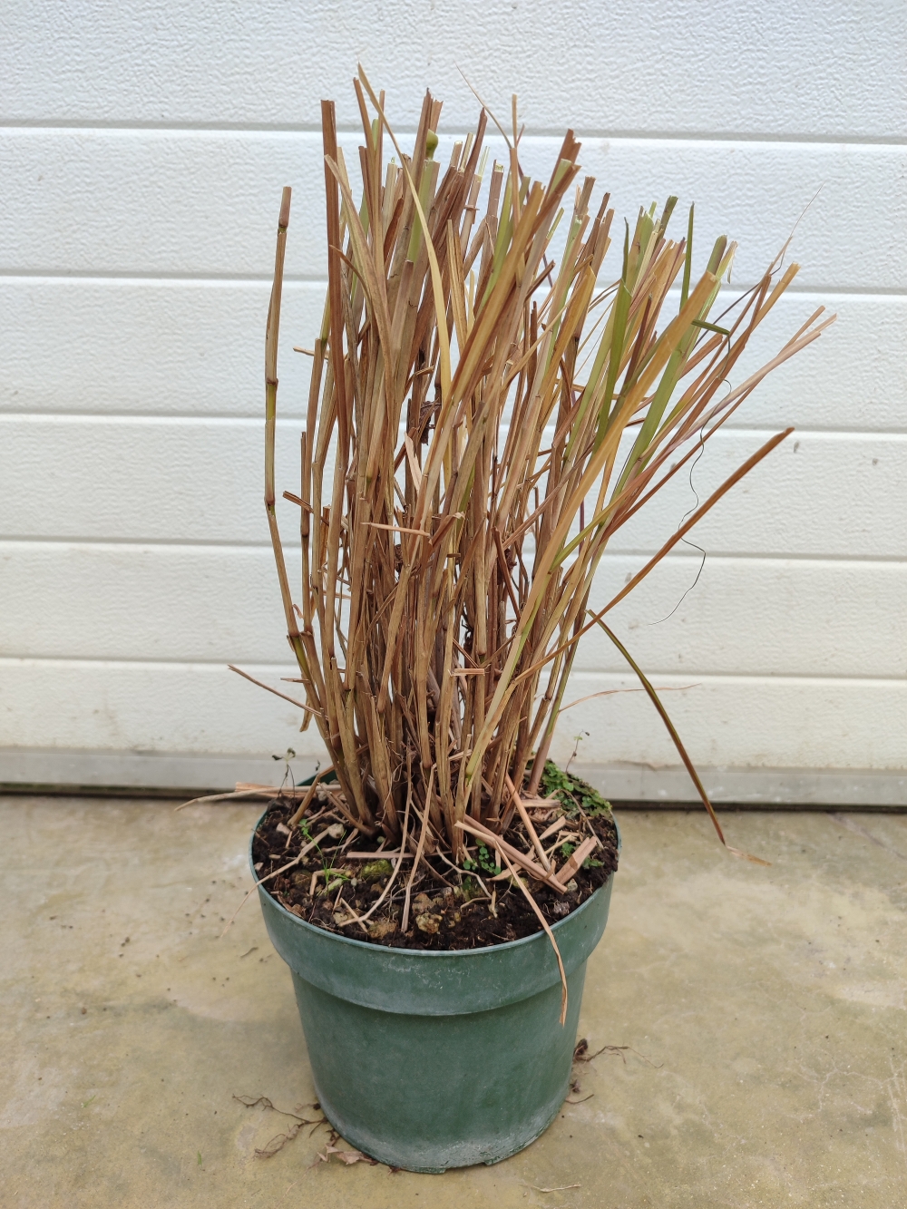 pennisetum setaceum rubrum